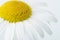 Camomile flower