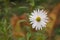 Camomile flower on a blurred background of a flowerbed