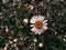 Camomile flower, flowers, plants, nature, spring vibes, spring atmosphere,