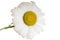 Camomile flower isolated