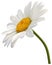 Camomile Flower Isolated