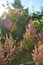 Camomile flower and Pink astilbe in the garden