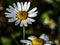 Camomile flower with small drops of dew on the petals