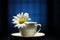 A camomile flower with water drops in a teacup on a blue background. Narrow zone of sharpness.