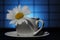 A camomile flower with water drops in a teacup on a napkin on a blue background. Narrow zone of sharpness.