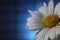 A camomile flower with water drops in a teacup rotates on a blue background