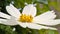 Camomile flower , white leaf , yellow Spittle , tele zoom Ùˆ green background ,