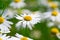 Camomile flowers