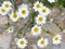 Camomile flowers. Blooming camomile field. Daisy camomile as background