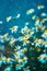 camomile flowers on a blurred background, summertime magic poster