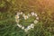 Camomile flowers are lying on the grass in the form of heart. Green photo summer concept. Nature love idea