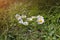 Camomile flowers are lying on the grass in the form of heart. Green photo summer concept. Nature love idea