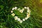 Camomile flowers are lying on the grass in the form of heart. Green photo summer concept. Nature love idea