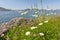 Camomile flowers near a lake