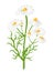 Camomile flowers. Vector-Illustration