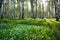 Camomile glade in birch forest