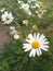 Camomile on a green background