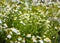 Camomile green background