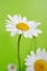 Camomile on green background