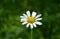 Camomile on green background of grass