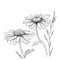 Camomile hand drawn flowers