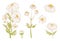 Camomile hand drawn vector set