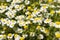 Camomile herb in nature