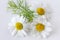 Camomile matricaria chamomilla - health care and medical treat