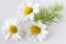 Camomile matricaria chamomilla - health care and medical treat