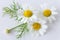 Camomile matricaria chamomilla - health care and medical treat