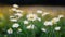 Camomile meadow abstract blurred background, shallow focus toned photo