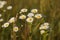 Camomile meadow in the evening rays of pharmacy