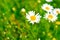 Camomile natural daisy flowers, field flowers. Alternative medicine. Spring flower background.