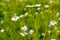 Camomile natural daisy flowers, field flowers. Alternative medicine. Spring flower background.