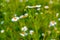 Camomile natural daisy flowers, field flowers. Alternative medicine. Spring flower background.