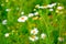Camomile natural daisy flowers, field flowers. Alternative medicine. Spring flower background.