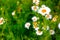 Camomile natural daisy flowers, field flowers. Alternative medicine. Spring flower background.