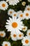 Camomile or ox-eye daisy meadow top view background