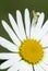 Camomile, ox-eye daisy white flower
