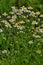 Camomile pharmaceutical very useful plant