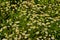 Camomile pharmaceutical very useful plant