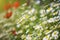 Camomile and poppy flower in meadow