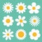 Camomile set. White daisy chamomile icon. Cute round flower plant collection. Love card symbol. Growing concept. Flat design. Gree