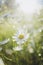 Camomile on a summer meadow in the sunlight. Beautiful summer background. Vertical photography. Closeup, soft focus