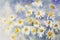 Camomile watercolor background