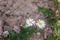 Camomile white flowers in a garden