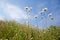 Camomiles field against the blue sky. White wildflowers on a clear day.