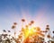 Camomiles in the field on a sunset