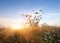 Camomiles in the field on a sunset