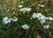 Camomiles flowers growing in the green grass summer time